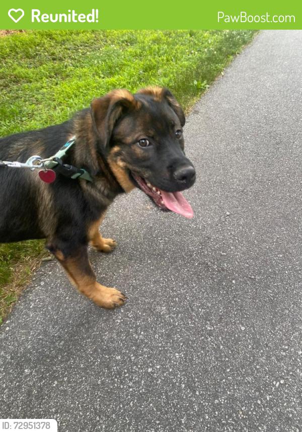 Reunited Male Dog last seen Rambling Road, Greensboro NC , Greensboro, NC 27409