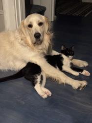 Reunited Male Cat last seen 6th and Humboldt, Denver, CO 80218