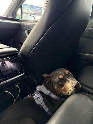 Found/Stray Female Dog last seen Bixby, Long Beach, CA 90805