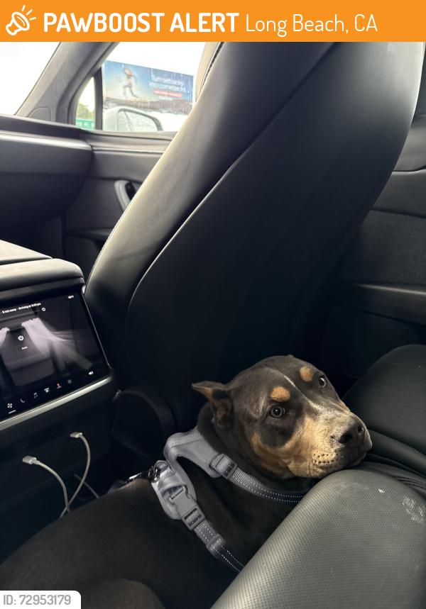 Found/Stray Female Dog last seen Bixby, Long Beach, CA 90805