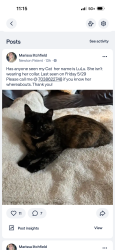 Lost Female Cat last seen Near Black Horse Ct, Centreville, VA 20120