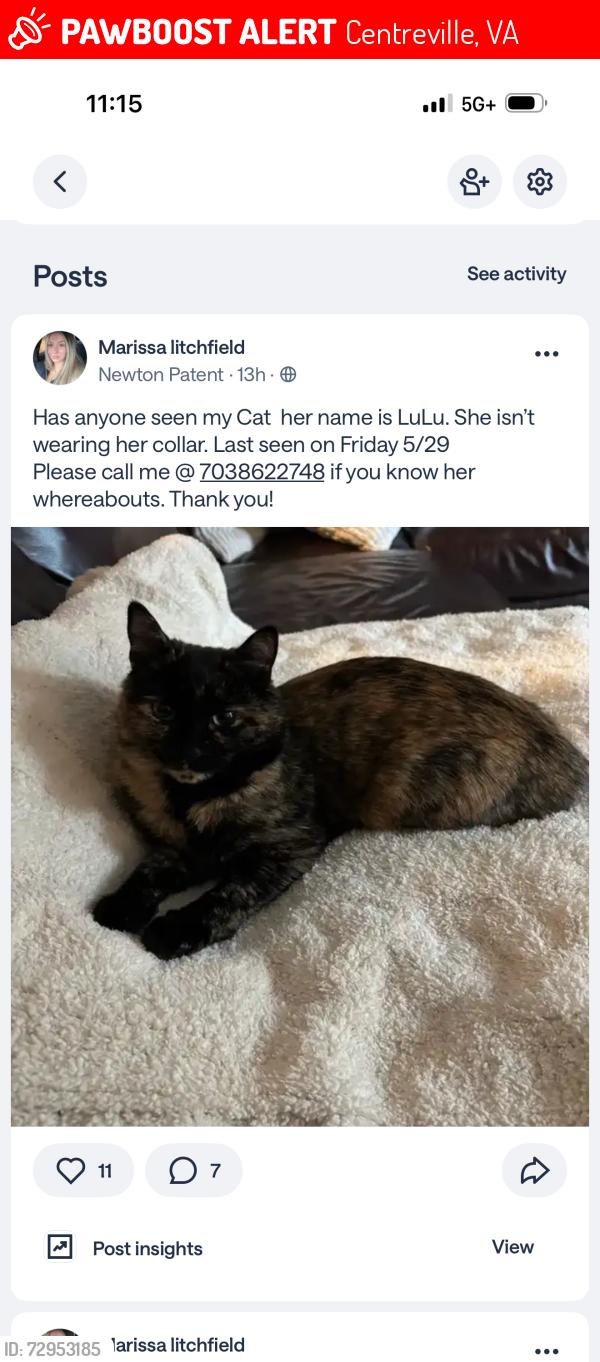 Lost Female Cat last seen Near Black Horse Ct, Centreville, VA 20120