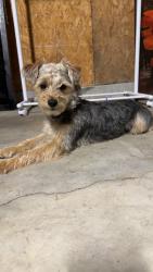 Found/Stray Male Dog last seen Hurlbutt and Sandrock, San Diego, CA 92123
