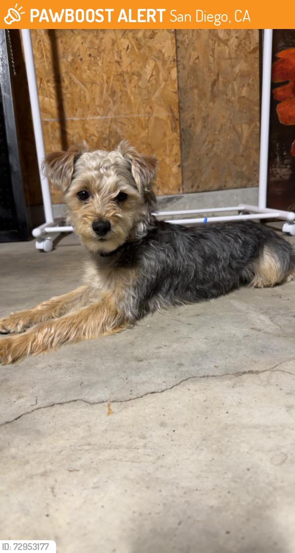 Found/Stray Male Dog last seen Hurlbutt and Sandrock, San Diego, CA 92123