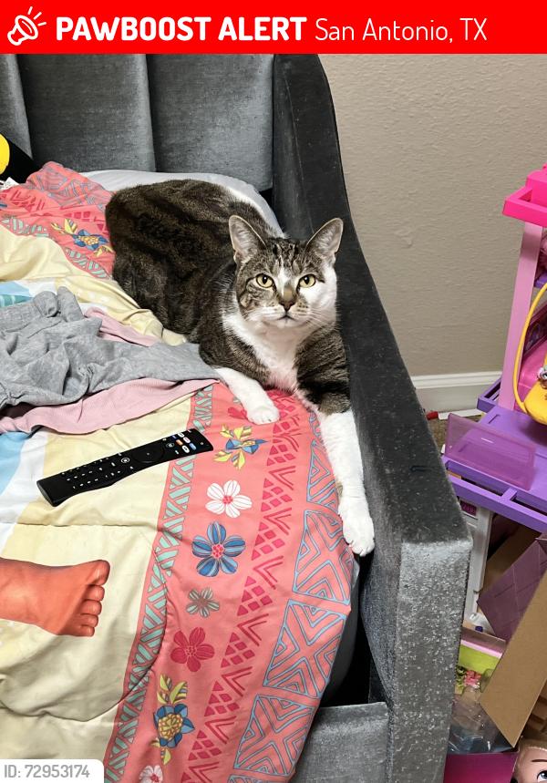 Lost Female Cat last seen Sagebrooke Run , San Antonio, TX 78254