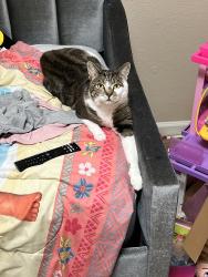 Lost Female Cat last seen Sagebrooke Run , San Antonio, TX 78254