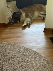 Reunited Male Dog last seen Beechwood and Birch in Ross Ohio (the zipcode says Fairfield but it is Ross, Fairfield, OH 45014