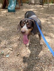 Found/Stray Female Dog last seen Farren Court / Seabrook / Cary Pkwy , Cary, NC 27511
