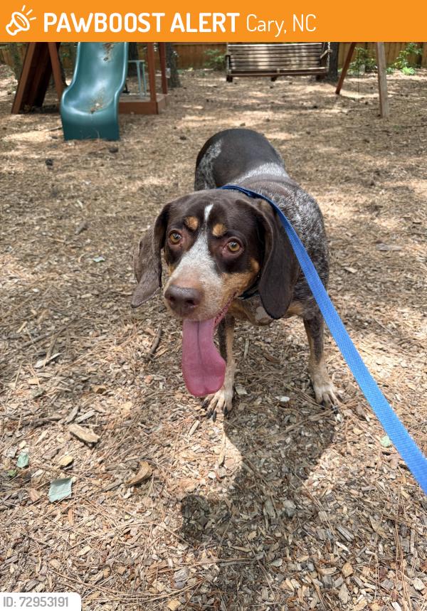 Found/Stray Female Dog last seen Farren Court / Seabrook / Cary Pkwy , Cary, NC 27511
