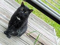 Found/Stray Unknown Cat last seen Ashford Road, Dublin OH, Dublin, OH 43017