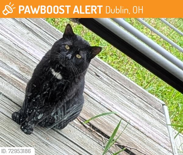 Found/Stray Unknown Cat last seen Ashford Road, Dublin OH, Dublin, OH 43017