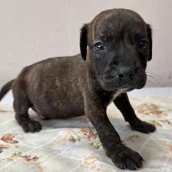 Shelter Stray Male Dog last seen , Pine Bluff, AR 71601