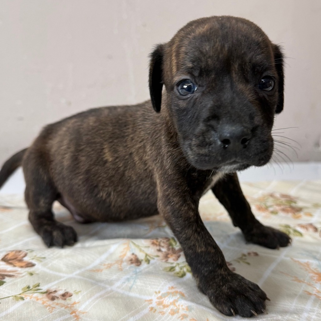 Shelter Stray Male Dog last seen , Pine Bluff, AR 71601