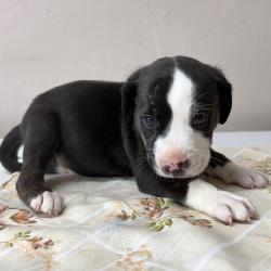 Shelter Stray Male Dog last seen , Pine Bluff, AR 71601