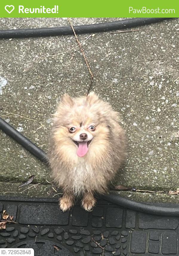 Reunited Unknown Dog last seen Lower Dug Gap Rd area, Dalton, GA 30720