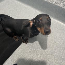 Shelter Stray Male Dog last seen , Hawthorne, CA 90250