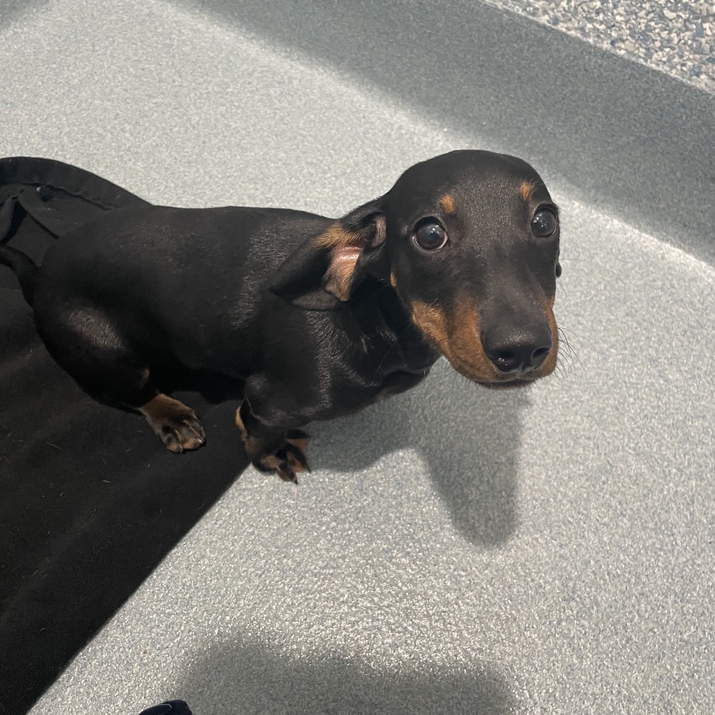Shelter Stray Male Dog last seen , Hawthorne, CA 90250