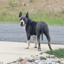 Shelter Stray Male Dog last seen , Greensboro, NC 27409