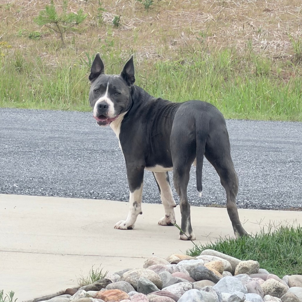 Shelter Stray Male Dog last seen , Greensboro, NC 27409