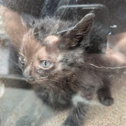 Shelter Stray Male Cat last seen , Greensboro, NC 27409