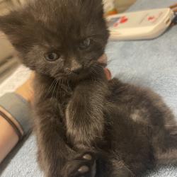 Shelter Stray Female Cat last seen , 54687 Co Rd 19, Bristol, IN 46507, USA