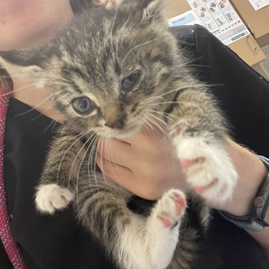 Shelter Stray Female Cat last seen , 54687 Co Rd 19, Bristol, IN 46507, USA