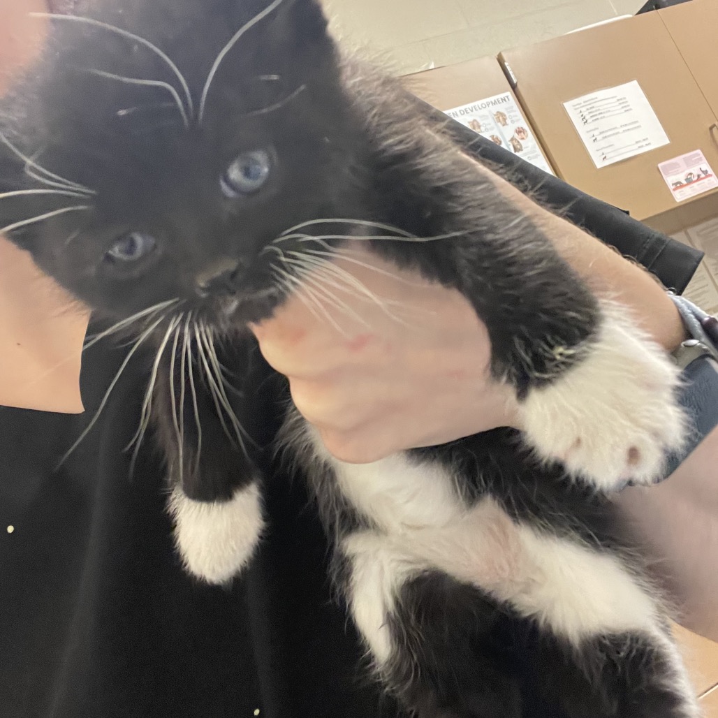 Shelter Stray Female Cat last seen , 54687 Co Rd 19, Bristol, IN 46507, USA
