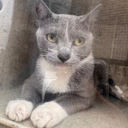 Shelter Stray Female Cat last seen , Philadelphia, PA 19140