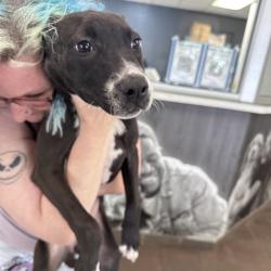 Shelter Stray Female Dog last seen , Columbus, GA 31907