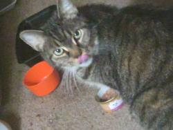 Reunited Male Cat last seen Franklin st in centerville, Dayton, OH 45459