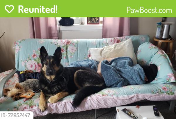 Reunited Female Dog last seen 4 miles south of the TL Casino, Turtle Lake, WI 54889