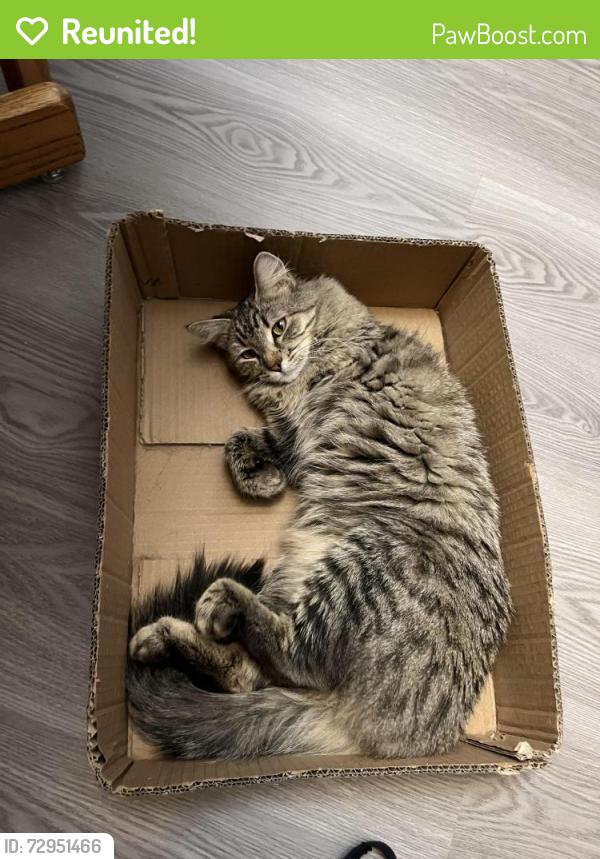 Reunited Female Cat last seen W 87th way near golf course , Arvada, CO 80003