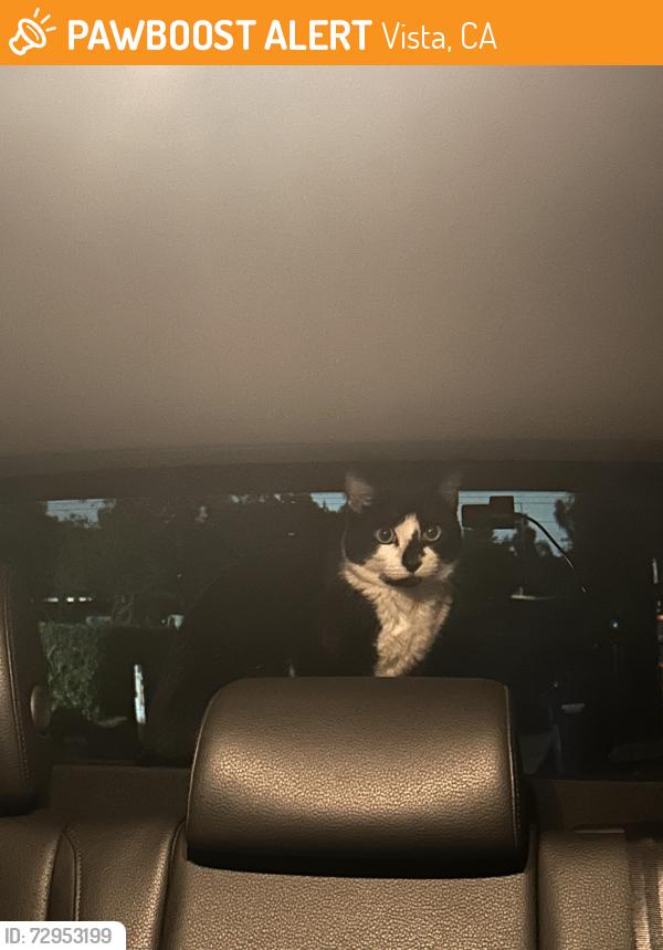 Found/Stray Male Cat last seen North Coast Church, Vista, CA 92084