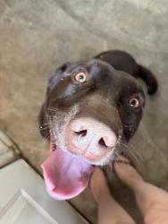 Lost Male Dog last seen Muddy creek forks rd , Chanceford Township, PA 17322