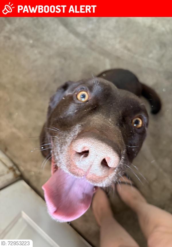 Lost Male Dog last seen Muddy creek forks rd , Chanceford Township, PA 17322