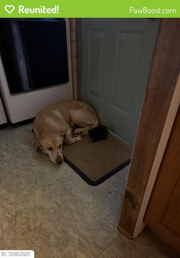 Reunited Female Dog last seen Harrells Loop Rd & Pony Farm Rd , Jacksonville, NC 28540