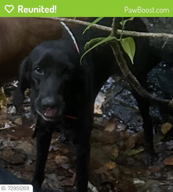 Reunited Male Dog last seen Near triton lane , Whittier, NC 28789