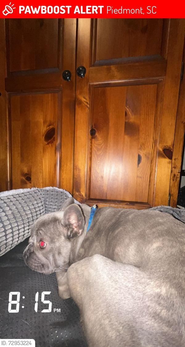 Lost Female Dog last seen Bessie rd, Piedmont, SC 29673