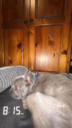 Lost Female Dog last seen Bessie rd, Piedmont, SC 29673