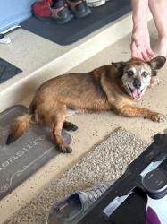 Reunited Female Dog last seen Near W Kingsport St Broken Arrow Ok. , Broken Arrow, OK 74011