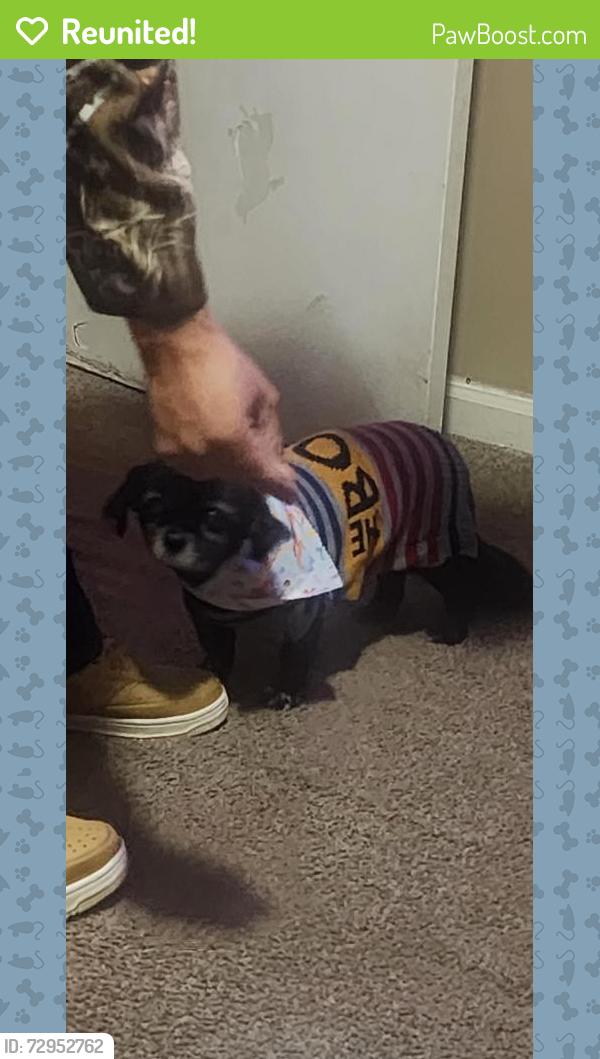 Reunited Female Dog last seen Fenkell between Telegraph and Lahser , Detroit, MI 48223