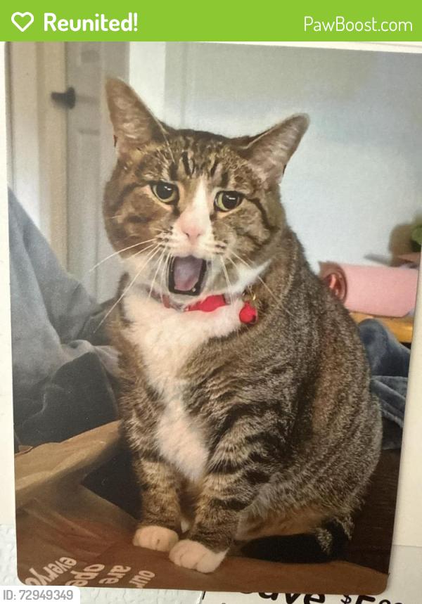 Reunited Female Cat last seen N Ironwood Dr, Blair Township, MI 49685