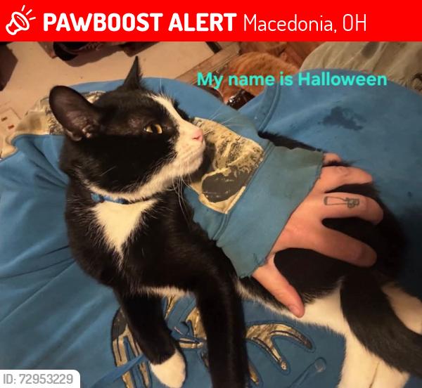Lost Male Cat last seen Between Route 82 and Highland Road on Shepard Road, Macedonia, OH 44056