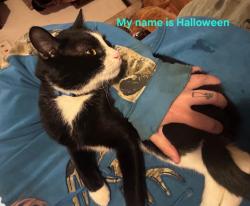 Lost Male Cat last seen Between Route 82 and Highland Road on Shepard Road, Macedonia, OH 44056