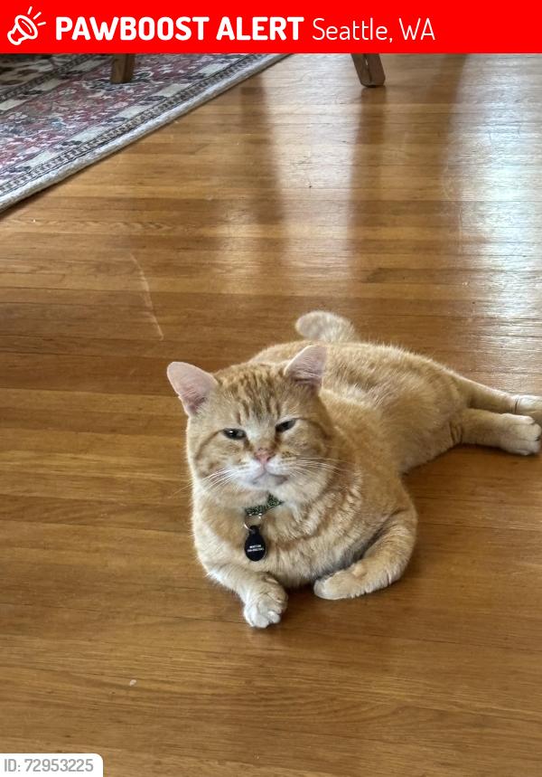 Lost Male Cat last seen Greenlake/Tangletown area of Seattle, Seattle, WA 98103