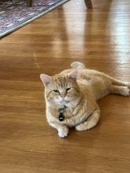 Lost Male Cat last seen Greenlake/Tangletown area of Seattle, Seattle, WA 98103