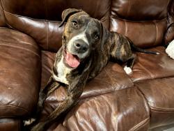 Found/Stray Female Dog last seen 45th and Commerce, Indio, CA 92201
