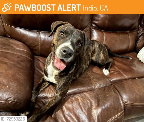 Found/Stray Female Dog last seen 45th and Commerce, Indio, CA 92201