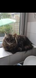 Reunited Male Cat last seen Ryland close, Greater London, England TW13