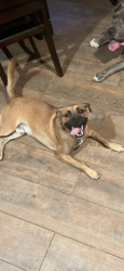 Reunited Male Dog last seen GA Ave. Rosewood Dr., Mimosa Dr., Fayetteville, GA 30214